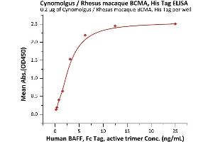 Immobilized Cynomolgus / Rhesus macaque BCMA, His Tag (ABIN5954935,ABIN6809976) at 2 μg/mL (100 μL/well) can bind Human BAFF, Fc Tag, active trimer (ABIN6972950) with a linear range of 0.