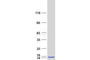 Validation with Western Blot (aHSP Protein (Myc-DYKDDDDK Tag))