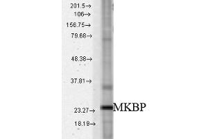 Western blot analysis of Rat tissue mix showing detection of HSPB2 protein using Rabbit Anti-HSPB2 Polyclonal Antibody . (HSPB2 antibody  (Biotin))