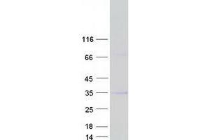 Validation with Western Blot (MFAP2 Protein (Transcript Variant 3) (Myc-DYKDDDDK Tag))