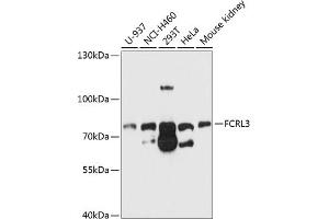 Western blot analysis of extracts of various cell lines, using FCRL3 antibody (ABIN6132038, ABIN6140560, ABIN6140562 and ABIN6214711) at 1:1000 dilution.