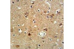 NEU1 antibody IHC analysis in formalin fixed and paraffin embedded brain tissue. (NEU1 antibody  (AA 11-40))