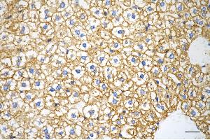 Immunohistochemistry was performed on paraffin-embedded mouse liver using prolyl 4-hydroxylase subunit beta antibody (ABIN7799920), 1:200). (Recombinant P4HB antibody)