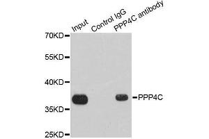 Immunoprecipitation analysis of 200ug extracts of 293T cells using 1ug PPP4C antibody.