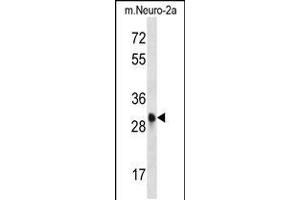 Western blot analysis in mouse Neuro-2a cell line lysates (35ug/lane). (CDK1 antibody  (C-Term))