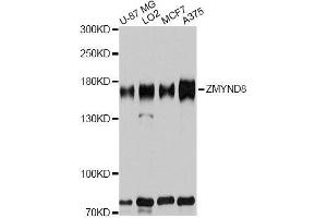Western blot analysis of extracts of various cell lines, using ZMYND8 antibody. (ZMYND8 antibody  (AA 959-1188))