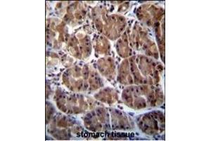 SOCS4 Antibody (Center) (ABIN655792 and ABIN2845222) immunohistochemistry analysis in formalin fixed and paraffin embedded human stomach tissue followed by peroxidase conjugation of the secondary antibody and DAB staining.