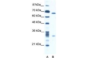 WB Suggested Anti-ASH2L Antibody   Titration: 2. (ASH2L antibody  (N-Term))
