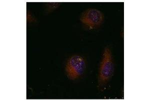Image no. 3 for anti-Jun Proto-Oncogene (JUN) (AA 89-93) antibody (ABIN197129)