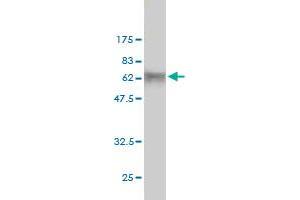 Western Blot detection against Immunogen (55. (DCAF8 antibody  (AA 1-273))