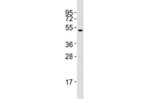 Western blot testing of Runx1 antibody at 1:2000 dilution + SW620 lysate (RUNX1 antibody  (AA 300-350))