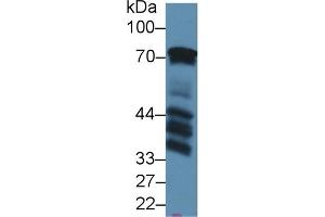 Western Blotting (WB) image for anti-B-Cell Linker (BLNK) (AA 65-314) antibody (ABIN7441781)