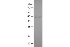 Western Blotting (WB) image for Anaphase Promoting Complex Subunit 15 (ANAPC15) (AA 1-121) protein (His-IF2DI Tag) (ABIN7283379) (ANAPC15 Protein (AA 1-121) (His-IF2DI Tag))