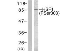 Western blot analysis of extracts from MCF7 cells treated with TNF-alpha 20ng/ml 30', using HSF1 (Phospho-Ser303) Antibody. (HSF1 antibody  (pSer303))