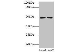 Western blot All lanes: DDX39B antibody at 2 μg/mL Lane 1: EC109 whole cell lysate Lane 2: 293T whole cell lysate Secondary Goat polyclonal to rabbit IgG at 1/15000 dilution Predicted band size: 49, 51 kDa Observed band size: 49 kDa (DDX39B antibody  (AA 2-251))