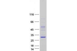 Validation with Western Blot (C9orf21 Protein (Myc-DYKDDDDK Tag))
