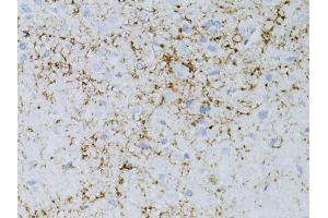 Immunohistochemistry of paraffin-embedded rat brain using NPY antibody (ABIN5971627) at dilution of 1:75 (40x lens). (NPY antibody)