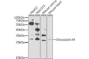 Western blot analysis of extracts of various cell lines, using Oncostatin M Antibody (ABIN6128404, ABIN6145072, ABIN6145073 and ABIN6221768) at 1:1000 dilution. (Oncostatin M antibody  (AA 26-252))