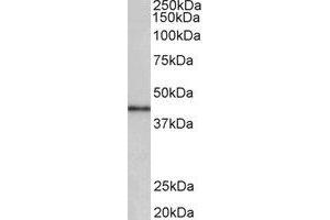 Western Blotting (WB) image for anti-Cyclin D-Type Binding-Protein 1 (CCNDBP1) (Internal Region) antibody (ABIN2465051) (CCNDBP1 antibody  (Internal Region))