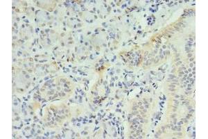 Immunohistochemistry of paraffin-embedded human pancreatic tissue using ABIN7156310 at dilution of 1:100 (INPP1 antibody  (AA 1-175))