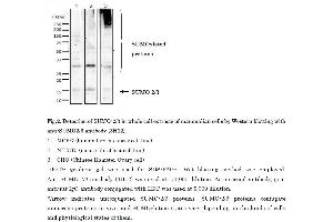 Western Blotting (WB) image for anti-Small Ubiquitin Related Modifier 2/3 (SUMO2/3) (full length) antibody (ABIN2452139)
