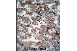 GCDH Antibody immunohistochemistry analysis in formalin fixed and paraffin embedded human liver tissue followed by peroxidase conjugation of the secondary antibody and DAB staining.