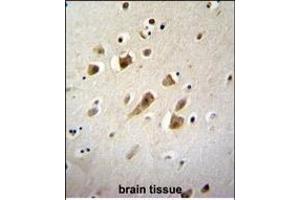 NIPSNB Antibody (C-term) (ABIN656029 and ABIN2845403) immunohistochemistry analysis in formalin fixed and paraffin embedded human brain tissue followed by peroxidase conjugation of the secondary antibody and DAB staining. (NIPSNAP3B antibody  (C-Term))