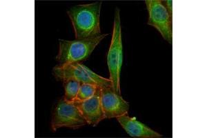 Immunofluorescence analysis of PANC-1 cells using TUBB3 mouse mAb (green). (TUBB3 antibody)