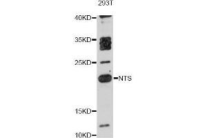 Western blot analysis of extracts of 293T cells, using NTS antibody (ABIN5998394) at 1:3000 dilution. (Neurotensin antibody)