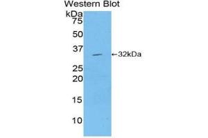 Western Blotting (WB) image for anti-Mitogen-Activated Protein Kinase Kinase 7 (MAP2K7) (AA 181-429) antibody (ABIN1859747)