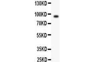 Anti- Periostin antibody, Western blotting All lanes: Anti Periostin  at 0. (Periostin antibody  (N-Term))