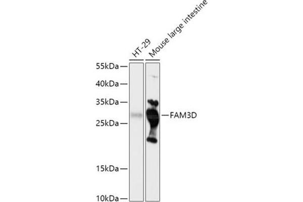 FAM3D antibody  (AA 24-204)