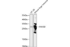 Western blot analysis of extracts of various cell lines, using FD antibody (ABIN7267116) at 1:1000 dilution.