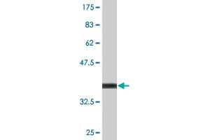 Western Blot detection against Immunogen (36. (PMFBP1 antibody  (AA 99-197))