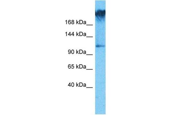 WDR7 Antikörper  (C-Term)