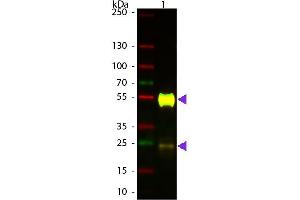 Western Blot of ATTO 594 conjugated Goat anti-Mouse IgG Pre-adsorbed secondary antibody. (Goat anti-Mouse IgG (Heavy & Light Chain) Antibody (Atto 594) - Preadsorbed)