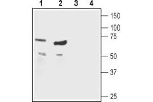 Western blot analysis of mouse (lanes 1 and 3) and rat (lanes 2 and 4) heart lysates:1,2.