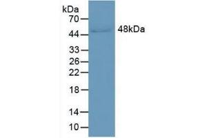 Western blot analysis of Human Serum. (LRG1 antibody  (AA 37-340))
