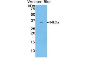Western Blotting (WB) image for anti-Mitogen-Activated Protein Kinase Kinase 2 (MAP2K2) (AA 44-313) antibody (ABIN3204361) (MEK2 antibody  (AA 44-313))