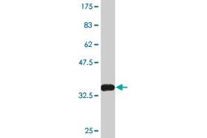 Western Blot detection against Immunogen (35. (KLF2 antibody  (AA 263-350))