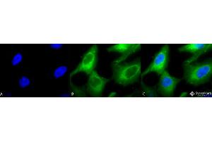 Immunocytochemistry/Immunofluorescence analysis using Rabbit Anti-Hsp90 Polyclonal Antibody . (HSP90 antibody  (Biotin))