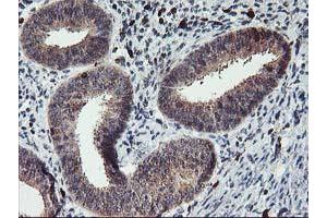 Immunohistochemical staining of paraffin-embedded Human endometrium tissue using anti-GRAP2 mouse monoclonal antibody. (GRAP2 antibody)