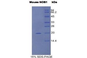 SDS-PAGE (SDS) image for Nitric Oxide Synthase 1, Neuronal (NOS1) (AA 455-601) protein (His tag) (ABIN1525535)