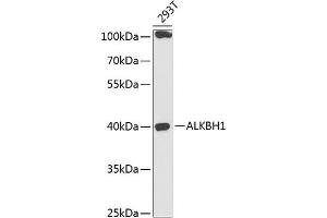 Western blot analysis of extracts of 293T cells, using  antibody (ABIN6131447, ABIN6136794, ABIN6136796 and ABIN6218313) at 1:1000 dilution. (ALKBH1 antibody  (AA 110-389))
