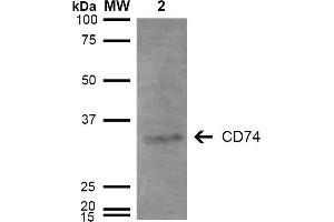 Western Blot analysis of Human Lymphoblastoid cell line (Raji) showing detection of 33-35 kDa CD74 protein using Mouse Anti-CD74 Monoclonal Antibody, Clone 3D7 . (CD74 antibody  (Atto 488))