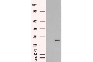 HEK293 overexpressing Human STX6 (ABIN5365441) and probed with ABIN185614 (mock transfection in first lane). (Syntaxin 6 antibody  (Internal Region))