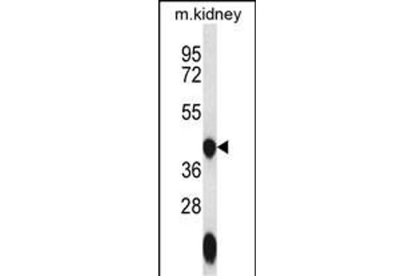 GTPBP10 antibody  (C-Term)