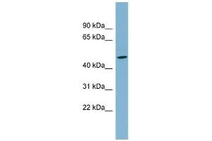 SLC25A24 antibody used at 1 ug/ml to detect target protein. (SLC25A24 antibody)