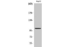 Western Blotting (WB) image for anti-Zinc Finger, ZZ-Type Containing 3 (ZZZ3) (Internal Region) antibody (ABIN3187580) (ZZZ3 antibody  (Internal Region))
