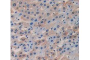 IHC-P analysis of Rat Tissue, with DAB staining. (FGA antibody  (AA 554-655))